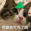 萌宠 猫星人 你跟他忙完了吗 哭泣 呆萌 可爱