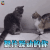 萌宠 猫 猫咪 喵星人 摁住躁动的你 生气 soogif soogif出品