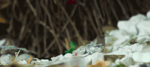 可爱 叼 地球脉动 有趣 紫翅椋鸟 纪录片