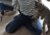 喵星人 搞笑 亮点 萌宠 猫 猫咪