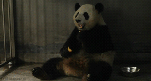 食物 熊猫 研究 基础 享受 成都