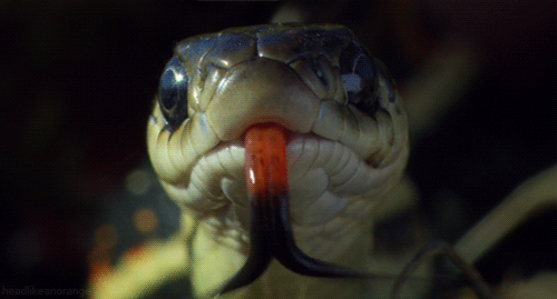 蟒蛇 吐丝 吓人