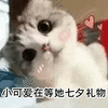 萌宠 猫星人 小可爱在等她七夕礼物 可爱 呆萌 可爱
