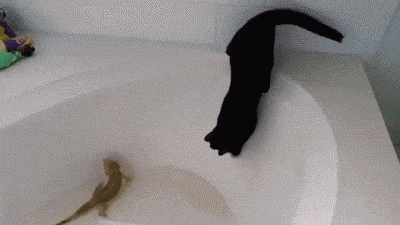萌宠 猫咪 害怕 掉进水里