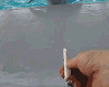 海豚 dolphin