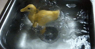 小黄鸭  欢快  洗碗池  游泳