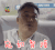 soogif soogif出品 施羽 宛如智障