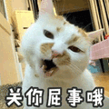 关你屁事 猫