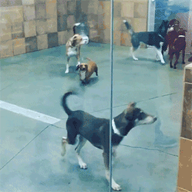 小狗 玻璃 瓷砖 白色