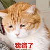 萌宠 猫星人 我错了 委屈 呆萌
