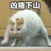 沙雕猫 猫咪 猫 可爱猫 猫表情包 猫咪表情包 小猫