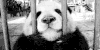 熊猫 放我粗去 萌化了 天然呆 动物 panda