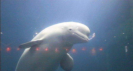 海洋馆 海豚 可爱 游泳