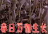 春日时光