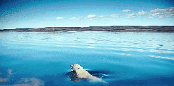 到北极去 北冰洋 北极 北极熊 海水 游泳 纪录片 美景 蓝天