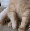 猫咪   搞笑   可爱  鸡蛋  烫手
