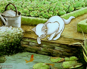 小猫仔在河里捞鱼  二蛋 二货  逗逼