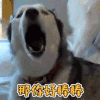 萌宠 狗 汪星人 那你好棒棒 赞 soogif soogif出品