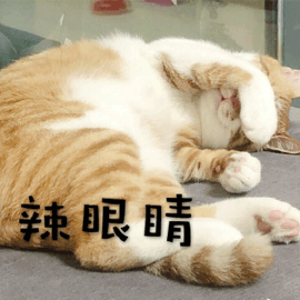 辣眼睛 拒绝 猫