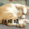 辣眼睛 拒绝 猫 搞怪 逗