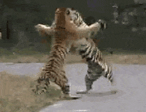 老虎 打架 草地  威武