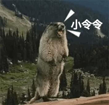 土拨鼠GIF表情图_土拨鼠动态_土拨鼠GIF动的图中间指九表情包图片