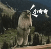 土拔鼠 站立 大叫 小令令