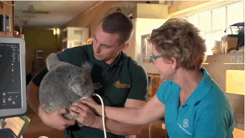 考拉 生病 抱抱 呆 澳大利亚 koala