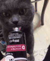 猫咪 伸舌头 手指 黑毛