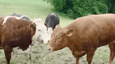 牛 闻味呢 搞笑 动物