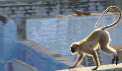 停 叶猴 地球脉动 纪录片 跳跃