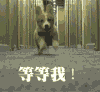 汪星人 柴犬 柯基 等等我