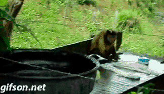 猴子 动物 洗涤 roupa lavando macaquinho