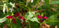 BBC壮美无边 植物 纪录片 绽放 花