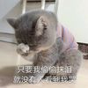 萌宠 猫星人 只要我偷偷抹泪 就没有人看到我哭 呆萌 可爱