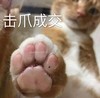 萌宠 猫星人 击爪成交 ok 就这样了 搞怪 逗