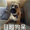 萌宠 汪星人 目瞪狗呆 惊讶 呆萌 可爱