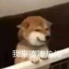 萌宠 汪星人 我来凑凑热闹 呆萌 可爱