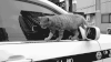 小猫 汽车 撒娇 卖萌