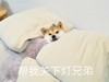 萌宠 汪星人 帮我关下灯兄弟 谢谢 搞怪 呆萌