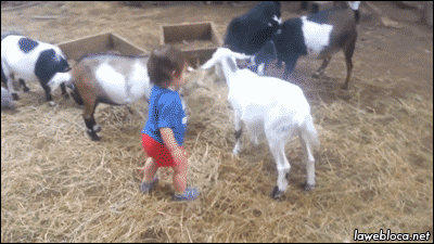 山羊 凶狠 顶 goat