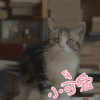 soogif soogif出品 小可爱 猫 萌 可爱