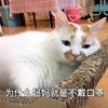 萌宠 喵星人 为什么妈妈就是不戴口罩 要戴口罩呀 憨憨 可爱