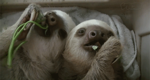 树懒 sloth 慵懒 萌宠
