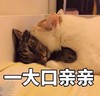 萌宠 猫星人 一大口亲亲 搞怪 逗