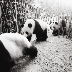 熊猫 排队 走路 呆萌
