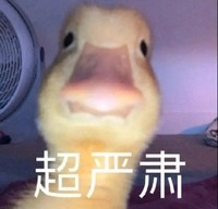 萌宠 鸭子 超严肃 生气 搞怪 逗