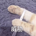沙雕猫 猫咪 猫 可爱猫 猫表情包 猫咪表情包 小猫