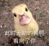 萌宠 小鸭子 此时无助的鸭子望向了你 无辜 呆萌 可爱