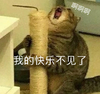 萌宠 汪星人 我的快乐不见了 啊啊啊 搞怪 呆萌